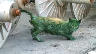 Cat Ruined With Paint On The Inside And Outside