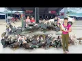 Download Lagu Rewind Timelapse: Harvest 300+ Geese, Use 3-Wheeled Vehicle Go to Market | Phương Farm TV