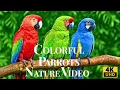 Download Lagu World’s Most Beautiful Parrots 4K – Tropical Birds \u0026 Nature Sounds