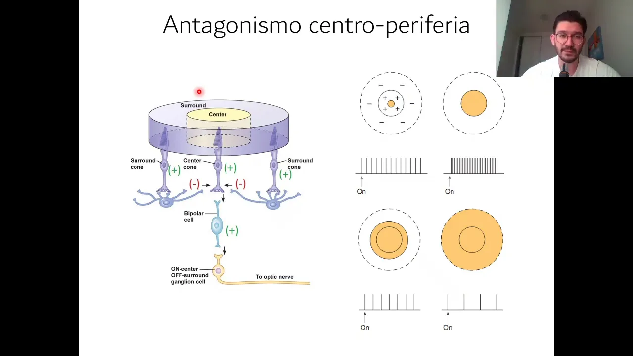Aula 05 (parte 2) - Processamento neural da visão