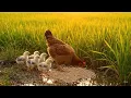 Download Lagu Di sawah yang sepi #ayam #indukayam #anakayam #ayam