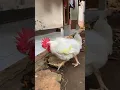Download Lagu Lucu, Suara Kokok Ayam Broiler 😅😅🐔 #shorts