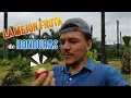Esta es LA MEJOR FRUTA de HONDURAS Probando LICHAS Joel Seoane