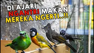 Download BURUNG DI AVIARY SEMUA NGERTI BUDAYA ANTRI, CUCAK KERINCI YANG GIRAS AJA NGANTRI CUII..!! MP3