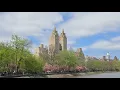 Cherry Bloosom in upper West side