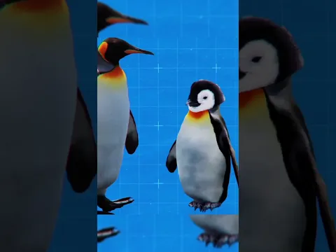 Shocking facts about birds #shorts #viral #k3factsfactory