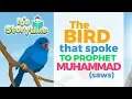 Download Lagu Waktu Cerita - Burung yang Berbicara kepada Nabi Muhammad (saw)