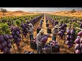 Shock Massive Grapes Grown In The Sahara Desert Impossible Farming