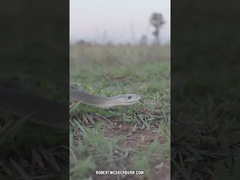 I Almost Got Tagged Filming This Black Mamba! 🐍😲