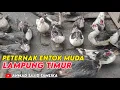 Lagu PETERNAK ENTOK MUDA LAMPUNG TIMUR | PETERNAK ENTOK YANG SUKSES | CARA TERNAK ENTOK BAGI PEMULA