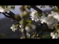 Melorman - Mrs Sun in Her Eyes