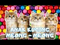 Download Lagu ANAK KUCING MEONG MEONG - kucing lucu banget bikin ngakak KUCING PERSIA LUCU #kucinglucu