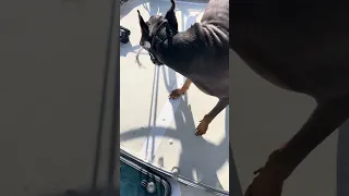 Subscribe !! Sailing UV #dream #fyp #sailing #pets #vlog #doberman