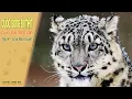 Download Lagu Loài báo tuyết | Xanh TV