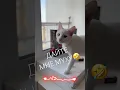 Download Lagu Аякс гроза мух #youtubecatshorts #catvideos #cutecat #catshorts #catlovers #catlife #shortsyoutube