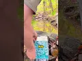 rush hunt hunt