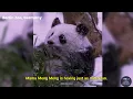 Snow Day Happiness: Leni, Lotti & Mama Meng Meng Play! ❄🐼