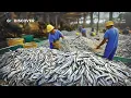 Lagu 800 ton sardines ter waarde van 4 miljoen dollar per week in blik | Een kijkje in de sardinefabriek