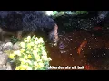 Download Lagu Boef drinkt graag uit de vis vijver