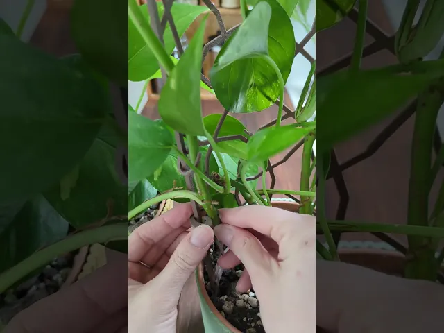 Modular Trellis Lattice02 video thumbnail