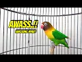 Lagu Lovebird Gacor Ngekek Panjang Jadikan Lovebird Macet Agar RAJIN BUNYI, Baru DIPUTAR AWAS NYAUT
