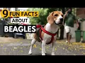 9 Facts About Beagles you didn t know