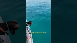 Waking up to a school of fish underneath the boat🐟🐟🐟 #fish #sailing #boatlife #sailinglife