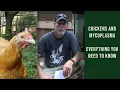 Mycoplasma in Chickens Everything You Need To Know