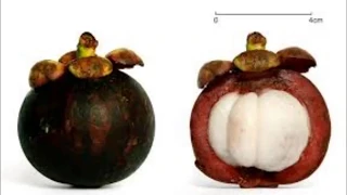 Mangosteen & Xanthones - The Health Benefits of Mangosteen. 