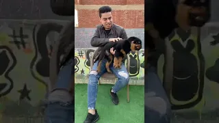 اول ما اشتريت كلب الرود 