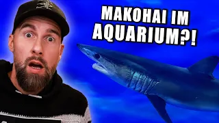 Was ist mit Japan los?! Makohai & andere bedrohte Arten im Aquarium | Robert Marc Lehmann reagiert