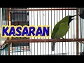 Download Lagu Cucak ijo isian KASARAN cocok untuk PANCINGAN cucak ijo juara
