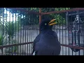 Download Lagu MAsteran Burung Jalak Kebo Pagi HAri Bikin cepat Nyaut Epa 749