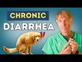 Pet IBD Relief 9 Natural Remedies to Stop Chronic Diarrhea Vomiting