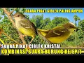 Download Lagu Suara Pikat Burung Ciblek Kristal - Kombinasi Suara Pikat Burung Kejepit Paling Ampuh