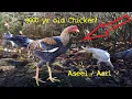 History of the Aseel Chicken Adam Eve chicken The First Chicken