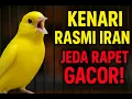 Lagu Kenari Rasmi Iran Gacor! Jeda Rapet \u0026 Postur Mewah – Siap Masteran Harian