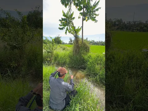 Siapa sangka mancing di parit sawah kecil hijau ini terdapat koloni ikan jaer hitam🔥