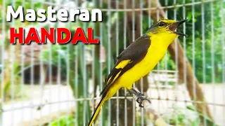 Download Burung mantenan gunung gacor untuk masteran kicau MP3