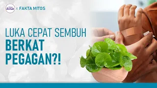 Manfaat Daun Pegagan, Bisa Percepat Penyembuhan Luka?! | Hidup Sehat tvOne
