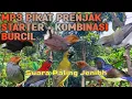 Download Lagu Suara Pikat Tretetan Prenjak Starter + Kombinasi Burung Kecil Di Jamin Ampuh 💯 Jernih