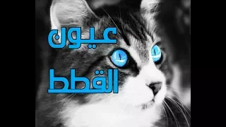 عيون القطط من أشعار الشيخ سعود الشريم أداء ظفر النتيفات 