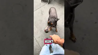 .. #fyp #dream #pets #doberman #vlog