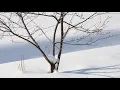 スノードロップと福寿草　　　　粉 雪　　南こうせつ