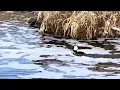 Beautiful drake hooded merganser swimming in the foam