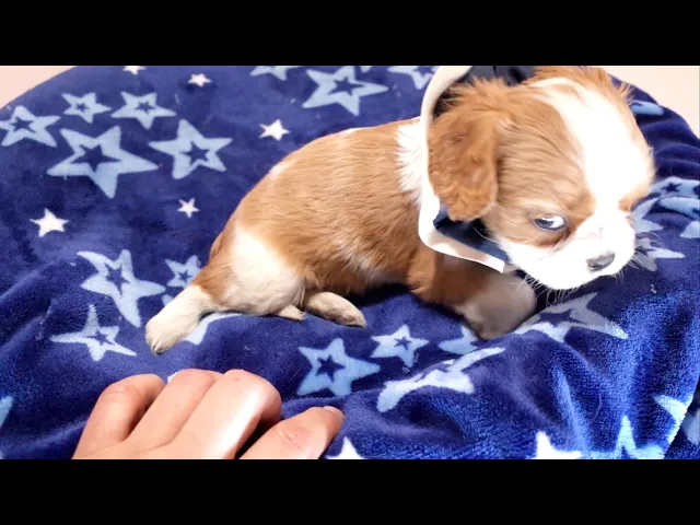 動画
