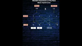 Mendel S Mono Hybrid Experiment On Pea Plants 