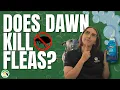 Does Dawn Dish Soap Kill Fleas Here s What Homeowners Need to Know