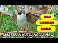 Download Lagu Kutilang gacor full isian mewah 100% Ampuh untuk pancingan \u0026 Masteran kutilang paling mudah ditiru.