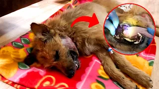 Bruno’s Complete Rescue Journey From Hiding in Pain to Healing